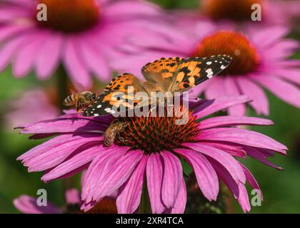 Zwei Honigbienen und ein gemalter Schmetterling bestäuben eine rosa Echinacea Blume oder Purple Coneflower in einem blühenden Blumengarten. Stockfoto