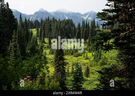 Blick auf die Tatoosh Mountain Range über eine subalpine Wiese am Dead Horse Creek Trail, Paradise Area im Mount Rainier National Park, Outdoor-Freizeitpark Stockfoto