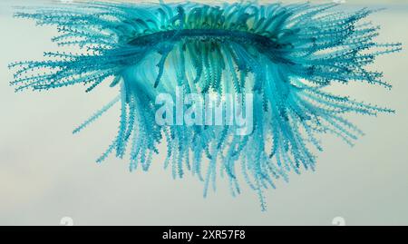 Unter dem blauen Knopf (Porpita porpita), der in einer „Suppe“ aus Plankton und Trümmern, die er isst, auf der Meeresoberfläche schwimmt, Galveston, Texas, USA Stockfoto