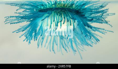 Unter dem blauen Knopf (Porpita porpita), der in einer „Suppe“ aus Plankton und Trümmern, die er isst, auf der Meeresoberfläche schwimmt, Galveston, Texas, USA Stockfoto