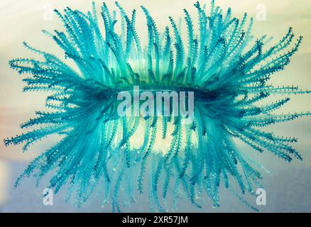 Unter dem blauen Knopf (Porpita porpita), der in einer „Suppe“ aus Plankton und Trümmern, die er isst, auf der Meeresoberfläche schwimmt, Galveston, Texas, USA Stockfoto