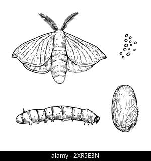 Seidenmottenmetamorphose und Lebensstadien. Seidenraupe schwarz-weiße Vektor-Illustration isoliert auf weißem Hintergrund Stock Vektor