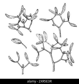 Mistelzweige mit Beeren. Schwarz-weiße Illustration im Gravurstil. Satz von Vektorentwurzelementen. Stock Vektor