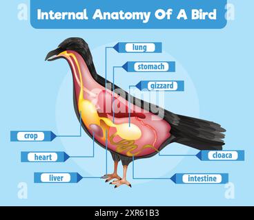Detaillierte Darstellung der inneren Organe des Vogels Stock Vektor