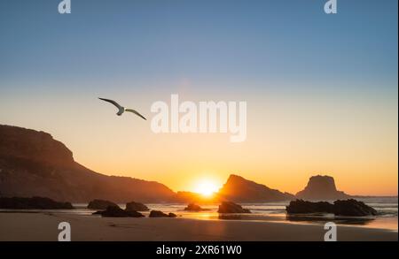 möwen fliegen über den Sand Zambujeira do Mar an der Costa Vicentina in Portugal bei Sonnenuntergang Stockfoto