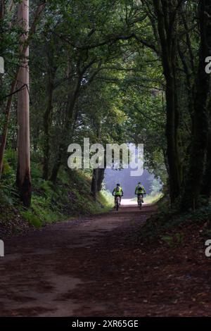 Zwei Pilger aus Santiago de Compostela auf dem Weg in einem Baumtunnel mit dem Fahrrad Stockfoto