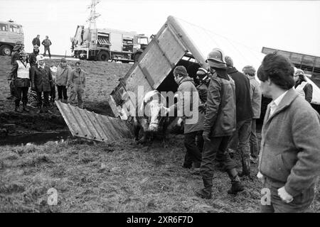 Cattle Truck in Graben, Viehzucht, Santpoort, 02-01-1984, Whizgle Dutch News: Historische Bilder zugeschnitten auf die Zukunft. Erkunden Sie die Vergangenheit der Niederlande mit modernen Perspektiven durch Bilder von niederländischen Agenturen. Verbinden der Ereignisse von gestern mit den Erkenntnissen von morgen. Begeben Sie sich auf eine zeitlose Reise mit Geschichten, die unsere Zukunft prägen. Stockfoto