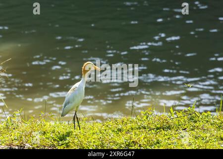 Ein östlicher Rinderreiher (Bubulcus coromandus) im Ubergang zu seinem Zuchtgefieder. Stockfoto