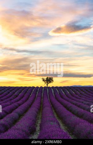 Lavendelfeld in Blüte bei Sonnenuntergang mit einem Baum auf der zentralen Skyline - Valensole, Provence, Frankreich Stockfoto