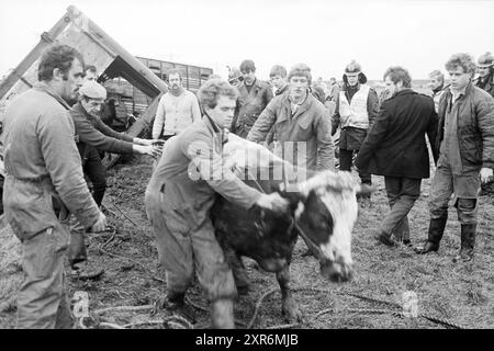 Cattle Truck in Graben, Viehzucht, Santpoort, 02-01-1984, Whizgle Dutch News: Historische Bilder zugeschnitten auf die Zukunft. Erkunden Sie die Vergangenheit der Niederlande mit modernen Perspektiven durch Bilder von niederländischen Agenturen. Verbinden der Ereignisse von gestern mit den Erkenntnissen von morgen. Begeben Sie sich auf eine zeitlose Reise mit Geschichten, die unsere Zukunft prägen. Stockfoto