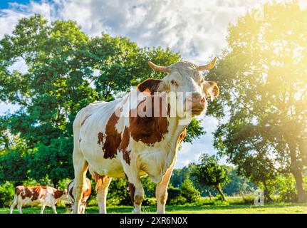 Weiße normannische Kühe weiden auf den grünen Wiesen der Pyrenäen in Spanien Stockfoto