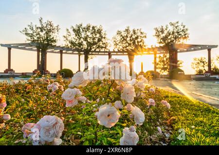 Öffentlicher Gartengang bei Sonnenaufgang in Santander, Spanien, mit weißen Rosen im Vordergrund Stockfoto