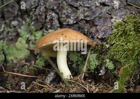 Nahaufnahme des Pilzes Suillus granulatus, auch bekannt als Trauerbolete oder Granulatbolete, wächst in einem üppigen Wald in der Nähe eines Baumstamms. Stockfoto