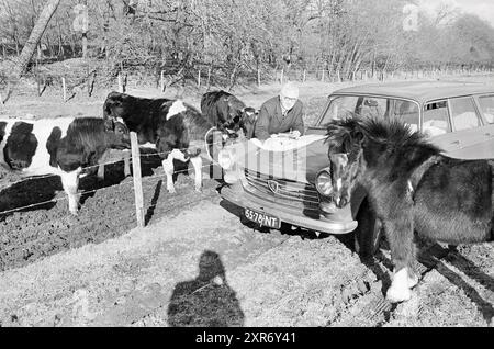 Mann mit Pfeife, Straßenkarte und Peugeot 404 auf Wiese zwischen Ponys, Whizgle Dutch News: Historische Bilder für die Zukunft. Erkunden Sie die Vergangenheit der Niederlande mit modernen Perspektiven durch Bilder von niederländischen Agenturen. Verbinden der Ereignisse von gestern mit den Erkenntnissen von morgen. Begeben Sie sich auf eine zeitlose Reise mit Geschichten, die unsere Zukunft prägen. Stockfoto