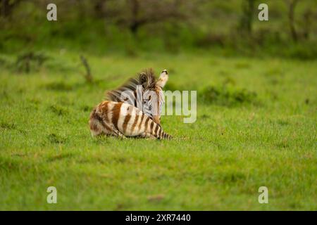 Baby Plains Zebra liegt und starrt in die Kamera Stockfoto