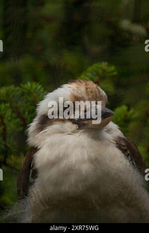 Kookaburra-Vogel aus nächster Nähe in freier Wildbahn. Stockfoto