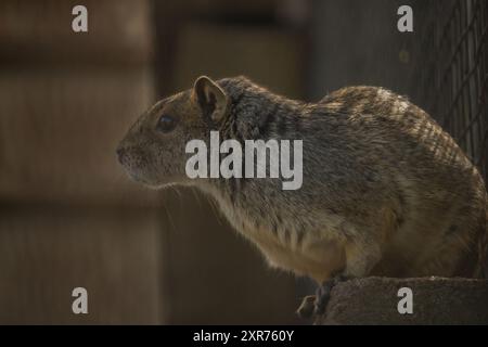 Niedliches graues Nagetier Moco oder Rock Cavy Kerodon rupestris auf Stein Stockfoto