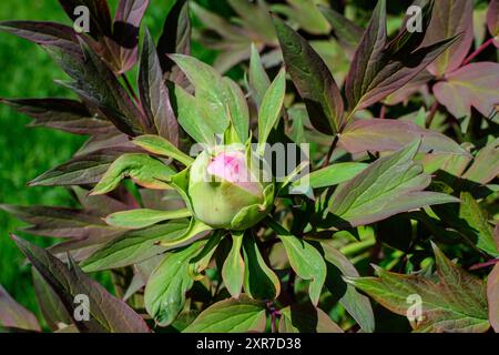 Busch mit einer zarten Pfingstrosenblüte mit kleinen braunen Blättern an einem sonnigen Frühlingstag, schöner floraler Hintergrund im Freien mit selektiv fotografiert Stockfoto