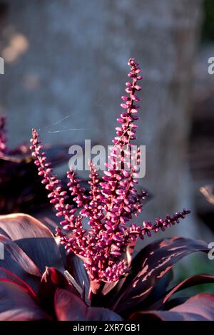 Rosafarbene Blütenstängel der australischen Cordyline fruticosa rubra, rote Palmenlilie, die aus dunkelrotem Laub im Queensland-Garten wächst. Mitten im Winter. Stockfoto