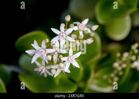 Weiße sternförmige Blüten von Jade Plant, Geldpflanze, Crassula ovata Pink. Sie stammt aus Südafrika und wächst im Queensland Garden, Australien. Stockfoto