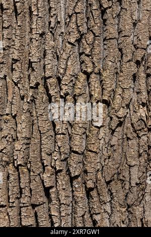 Altes holz Baum Textur Hintergrund Muster. Stockfoto