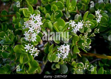 Weiße sternförmige Blüten von Jade Plant, Geldpflanze, Crassula ovata Pink. Sie stammt aus Südafrika und wächst im Queensland Garden, Australien. Stockfoto