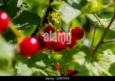 Rote Johannisbeeren wachsen im sonnigen Garten. Rote Johannisbeeren Plantage im Sommerfeld. Rote Johannisbeerbeeren im sonnigen Garten. Stockfoto