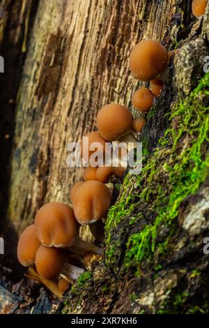 Psathyrella piluliformis gemeiner Stump Brittlestem Pilz rötlich-brauner Pilz, der steil in Gruppen wächst, natürliches Licht. Stockfoto