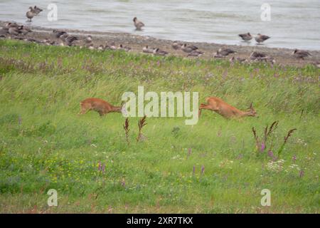 Zwei Hirsche auf der Suche nach Nahrung am Ufer eines Sees, wo eine Gänseherde ruht Stockfoto