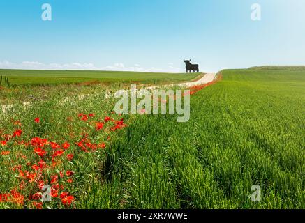 Bulle, Symbol Spaniens auf einer Straße, die eine Landschaft aus ländlichen Ebenen mit Getreide- und Blumenfeldern durchquert. Stockfoto