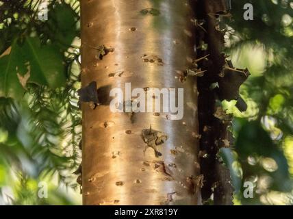 Glänzend metallisch wirkender Baumstamm der einheimischen australischen Reibkiefer Araucaria cunninghamii, als Rinde spaltet und schält. Wichtig für Holz. Stockfoto