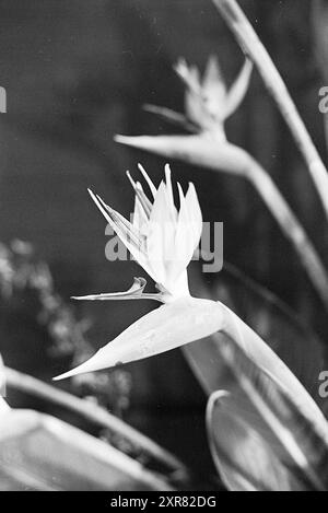 Blumenausstellung Aalsmeer, Blumenausstellung, 07-11-1968, Whizgle Dutch News: Historische Bilder zugeschnitten auf die Zukunft. Erkunden Sie die Vergangenheit der Niederlande mit modernen Perspektiven durch Bilder von niederländischen Agenturen. Verbinden der Ereignisse von gestern mit den Erkenntnissen von morgen. Begeben Sie sich auf eine zeitlose Reise mit Geschichten, die unsere Zukunft prägen. Stockfoto