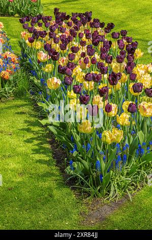 Eine Kombination aus gelben und dunkelvioletten Tulpen mit Traubenhyazinthen, die ihre Farben bei hellem Sonnenlicht zeigen Stockfoto