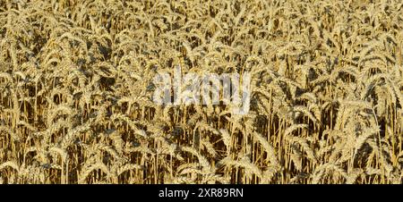 Panoramaaufnahme eines Feldes mit reifem Weizen, bereit für die Ernte. Weizen ist ein Gras, das für sein Saatgut weit angebaut wird, ein Getreidekorn, das ein Grundnahrungsmittel A ist Stockfoto