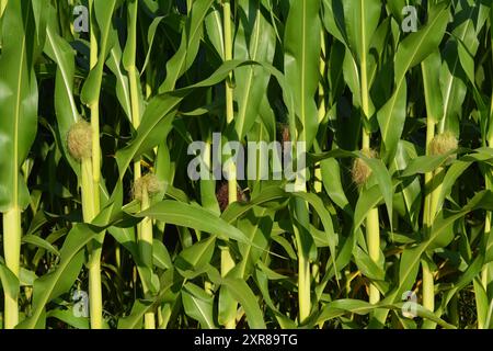 Anbau von Mais, Mais, Maispflanze (Zea Mays) auf dem Bauernfeld. Stockfoto