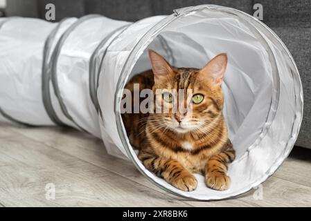 Bengalische Katze in einem Katzentunnel. Katze und Zubehör für die Freizeit der Katze. Stockfoto