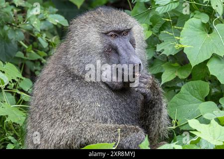 Alpha-Mann isst rotes Mahagoni, Olivenpaan. Manyara Nationalpark, Tansania Stockfoto