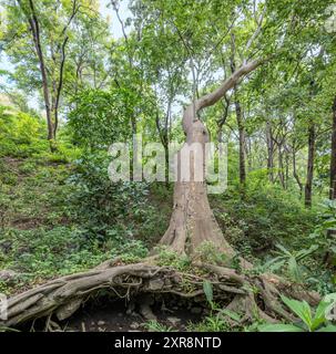 Strangler Feigenbaum mit flachem Wurzelsystem im Wald hinter dem Dorf MTO wa Mbu, Region Arusha, Tansania Stockfoto