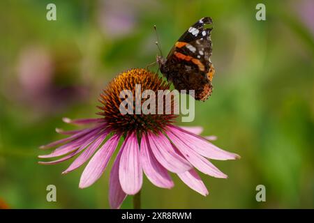 Üppige lila Fuchshandschuhblume Nahaufnahme Echinacea purpurea mit Schmetterling darauf Stockfoto