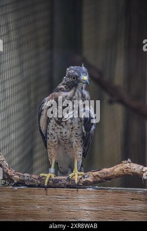 Broad Winged Hawk-Buteo platypterus Stockfoto