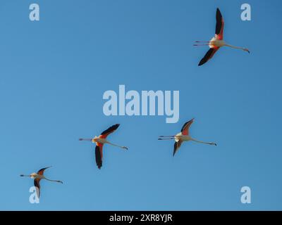 Gruppe von Flamingos, die an einem sonnigen Tag an einem klaren blauen Himmel fliegen Stockfoto