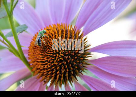 Schwitzen Sie die Biene, die Nektar auf einer rosa Echinacea-Blüte im Garten sammelt Stockfoto