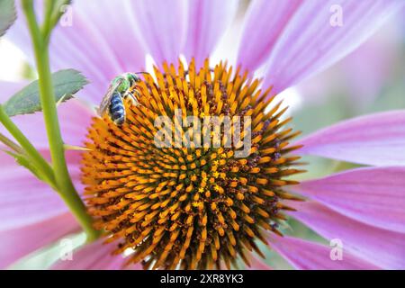 Schweißbiene, die auf einer lebendigen Echinacea-Blüte thront und Pollen sammelt Stockfoto