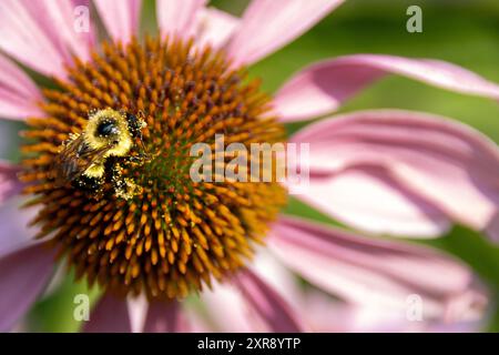 Hummel sammelt Pollen auf leuchtend rosa Echinacea Blüte Stockfoto