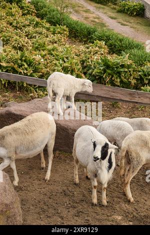 Kleines süßes Lamm auf einem Felsen mit Lämmern auf einer Farm Stockfoto