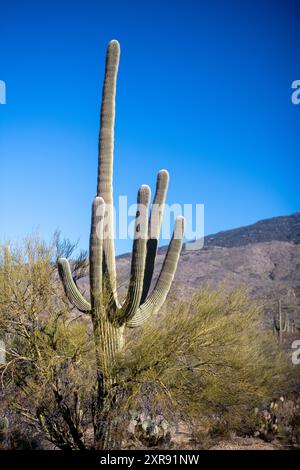 Kakteen isoliert vor einem tiefblauen Himmel im Saguaro-Nationalpark Stockfoto