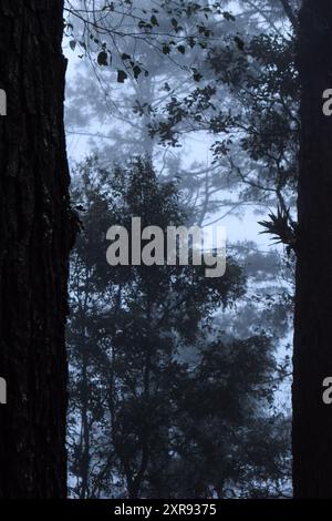 Kiefern in Nebelwäldern in den Bergen, Oaxaca, Mexiko. Stockfoto