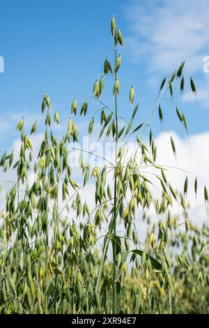 Haferpflanzen mit grünen Samen, die sich im Wind unter klarem blauem Himmel bewegen. Stockfoto