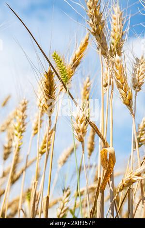 Nahaufnahme goldener Weizenohren gegen hellblauen Himmel. Stockfoto