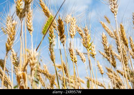 Nahaufnahme goldener Weizenohren gegen hellblauen Himmel. Stockfoto